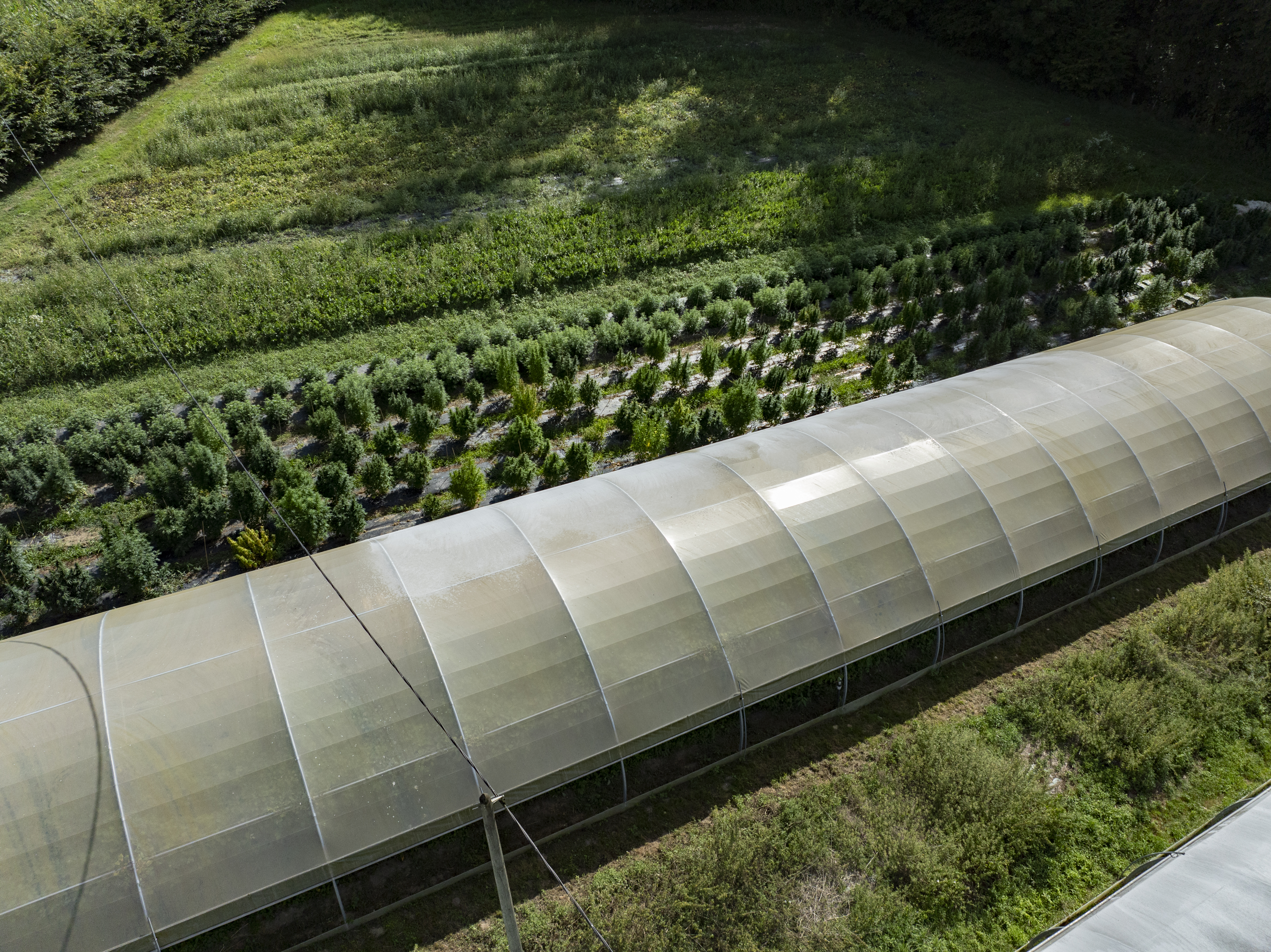Vue aérienne des champs de chanvre bio cultivés par Trikome en Savoie, producteur de CBD.